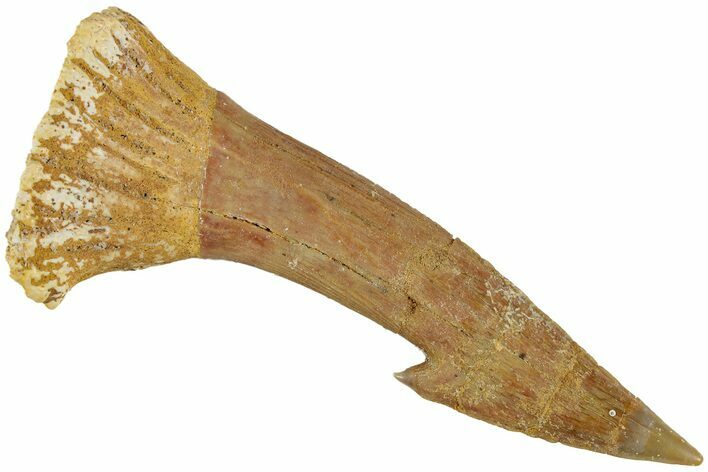 Fossil Sawfish (Onchopristis) Rostral Barb - Morocco #230993